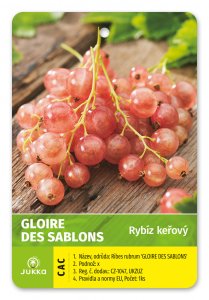 Rybíz keřový růžový - GLOIRE DES SABLONS