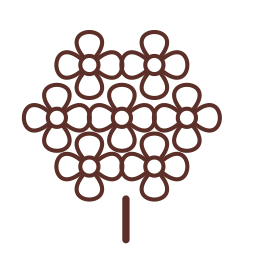 Hortenzie