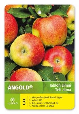 Jabloň ANGOLD - kontejner