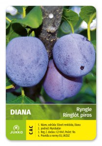 Ringlóta DIANA