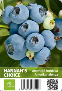 Americká borůvka HANNAH`S CHOICE