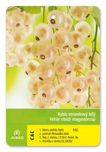 Ríbezľa stromčeková biela - BLANKA