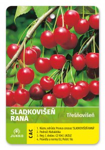 Čerešňovišňa SKORÁ SLADKOVIŠŇA - kontajner