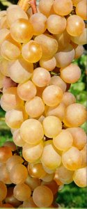 Vinná réva BIANCA (balený kořen)