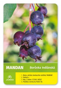 Indiánská borůvka Amelanchier MANDAN