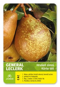 Hrušeň GENERÁL LECLERC - kontejner