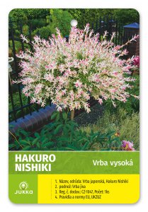 Vrba japonská HAKURO NISHIKI 40 cm
