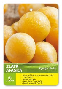 Ringlóta ZLATÁ AFASKA