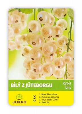 Rybíz keřový - BÍLÝ Z JÜTBORGU