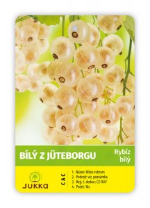 Rybíz keřový - BÍLÝ Z JÜTBORGU