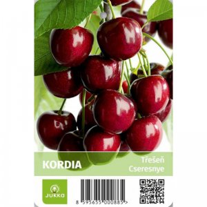 Čerešňa zakrpatená KORDIA - kontajner