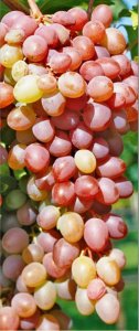 Vinná réva JUPITER - bezsemenná (balený kořen)