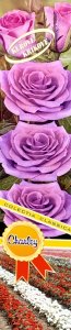 Ruža kríková - CHARLEY - fialová