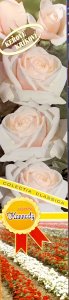 Ruža kríková - JOHN KENNEDY - biela s růžovým stredom