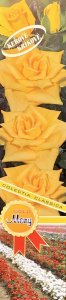 Růže keřová - GOLD MONY - žlutá