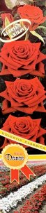 Ruža kríková - RED DANCE - krvavo červená