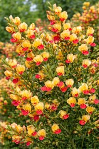 Cytisus (Zanoväť metlinatá) - GOLDFINCH