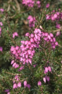 Vřesovec darlejský - KRAMER'S ROTE