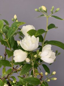 Pustoryl (Philadelphus) - BELLE ETOILE