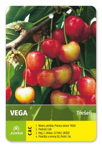 Čerešňa VEGA