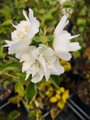 Pajazmín vencový (Philadelphus) - MINNESOTA SNOWFLAKE