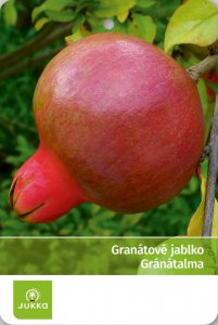 Granátové jablko NANA GRACILISSIMA