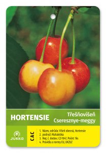 Třešňovišeň HORTENSIE