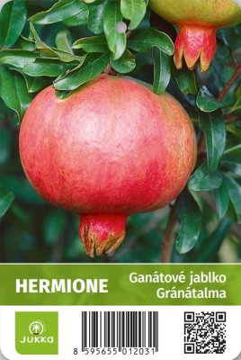 Granátové jablko - HERMIONE