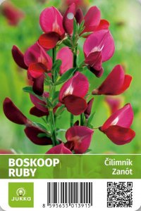 Cytisus (Zanoväť metlinatá) - BOSKOOP RUBY