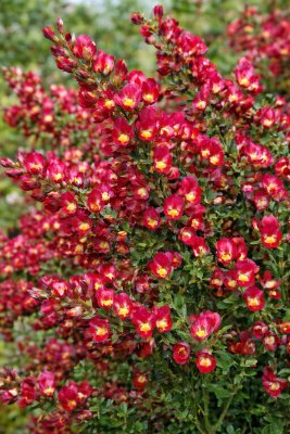 Cytisus (Zanoväť metlinatá) - BOSKOOP RUBY