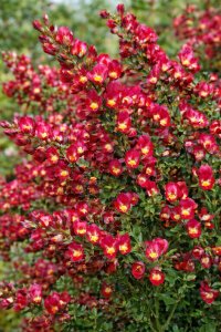 Cytisus (Zanoväť metlinatá) - BOSKOOP RUBY
