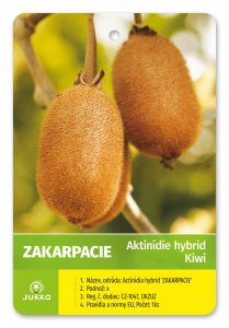 Kiwi ZAKARPACIE (A. hybrid) samosprašné