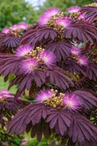 Albízia ružová SUMMER CHOCOLATE - kontajner