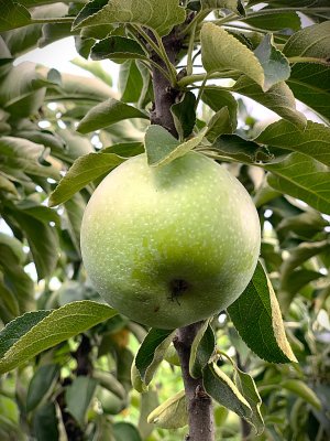 Jabloň stĺpovitá ZELENI DRAGULJ