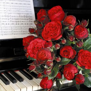 Růže stromková PIANO®