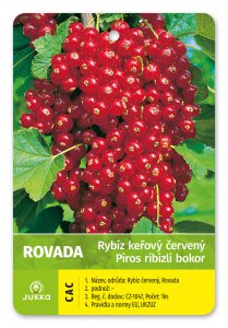 Ríbezľa kríková červená - ROVADA