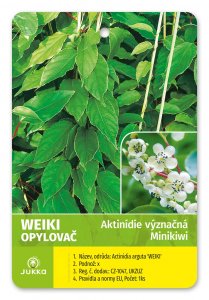 Kiwi WEIKI (A. arguta) ženich