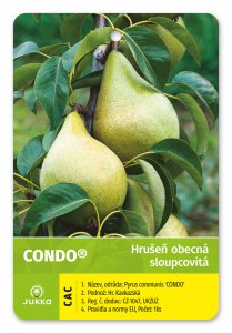 Hrušeň sloupcovitě rostoucí CONDO®