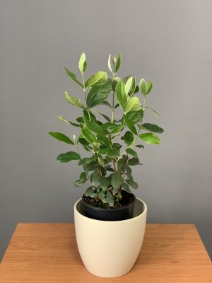 Fejioa sellowiana