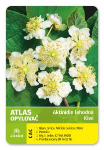 Kiwi - ATLAS - A. deliciosa (ženich)