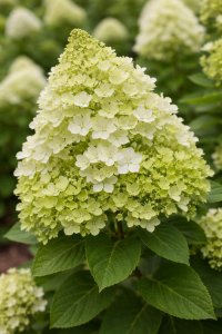 Hortenzia latnatá - MOJITO