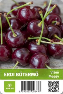 Višeň ERDI BÖTERMO - kontejner