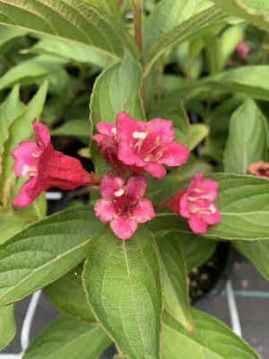 Weigelia - BRISTOL RUBY