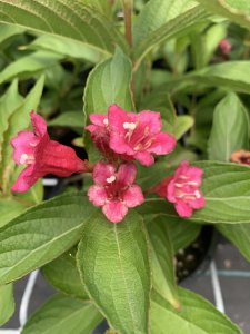 Weigelia - BRISTOL RUBY