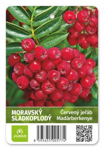 Jarabina MORAVSKÁ SLADKOPLODÁ - kontajner