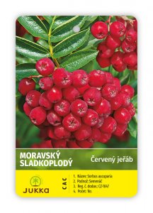 Jeřáb MORAVSKÝ SLADKOPLODÝ - kontejner