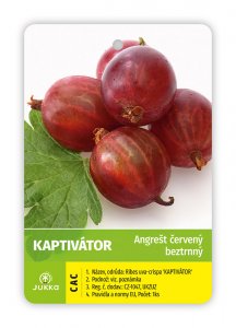 Egreš kríkový červený KAPTIVATOR - kontajner