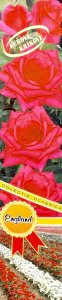 Ruža kríková - ENGLAND - temne růžová