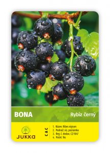 Rybíz keřový černý - BONA