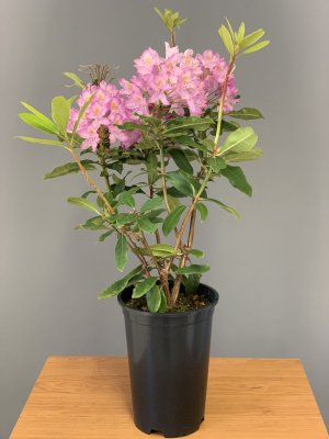 Rhododendron ROSEUM ELEGANS